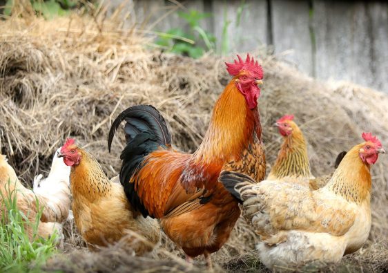 Les étapes indispensables pour débuter l'élevage avicole sur votre ferme