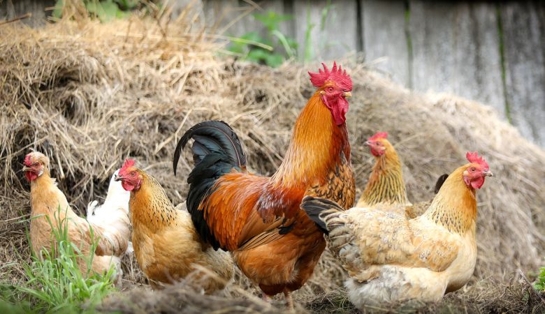 Les étapes indispensables pour débuter l'élevage avicole sur votre ferme