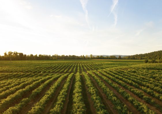 Secteur agricole : Les différentes utilisations d'une herse dans l'agriculture moderne