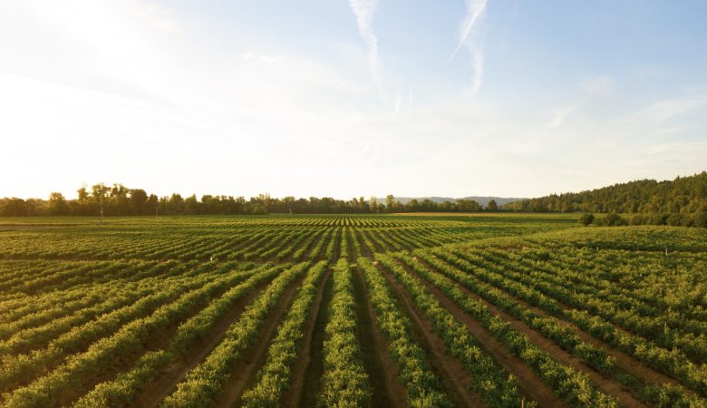 Secteur agricole : Les différentes utilisations d'une herse dans l'agriculture moderne